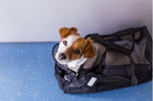 tips for moving with a pet